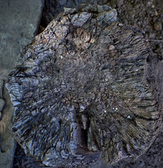 texture of very old stump, top view