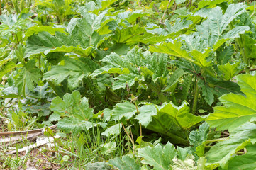 Thickets of cow parsnip. Cow parsnip on the side of the road.