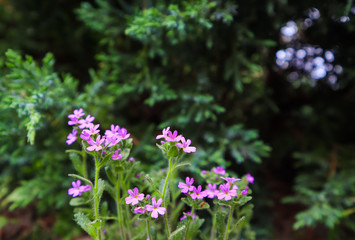 Small purple flowers in the garden. Gardening concept. Flower background