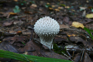 Mushroom raincoat in the forest. White fungus with blisters