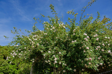 Close up shot of beautiful rose blossom in a garden