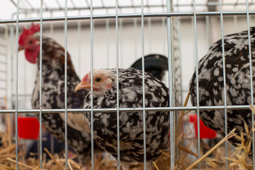 Hen and rooster in a cage