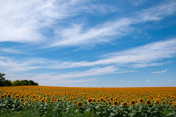 Fototapeta na wymiar Cloudscape above sunflower field with yellow blooming flowers on green stems with lush foliage. Rural landscape of Ukraine countryside.