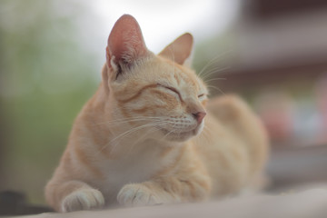 Naklejka premium portrait of a cat