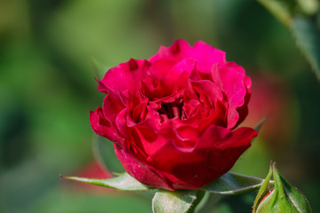 Close up shot of beautiful rose blossom in a garden
