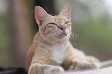 Fototapeta premium portrait of a cat