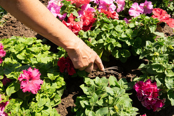 Gardener woman hands planting flowers in the soil