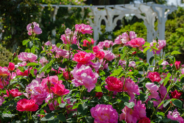 Close up shot of beautiful rose blossom in a garden