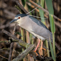 Close up portrait of a single isolated Night Heron bird in the wild- Danube Delta Romania