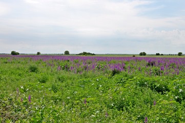 Beautiful blooming purple salvia (blue sage) flower field with cloudy sky in the background.