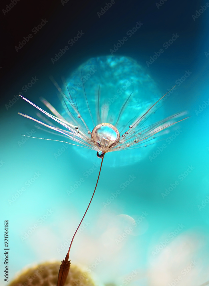 Poster transparent drop of water on a dandelion macro flower. sparkling drop water on seed of dandelion. be