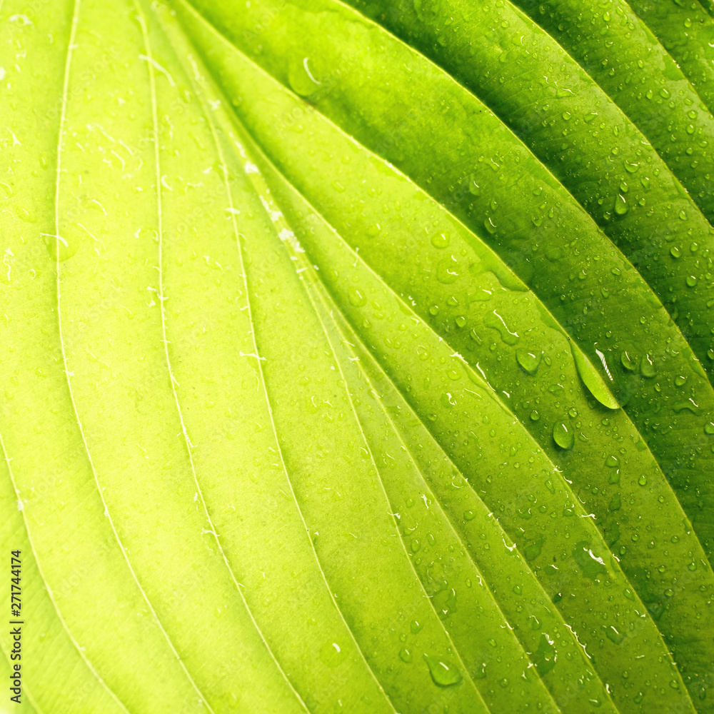 Poster natural background. beautiful tropical leaf texture with streaks and color transition from light gre