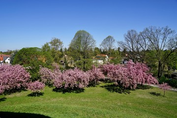 Blick vom Fliegeberg (Lilienthalberg) auf blühende Kirschbäume
