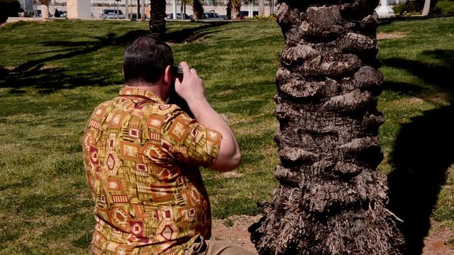 Back view of man in aloha shirt takes pictures with retro camera in a city park. Fat mature man squatting down next to the trunk of a palm tree. Retro concept photographing. Bright sunny summer day.