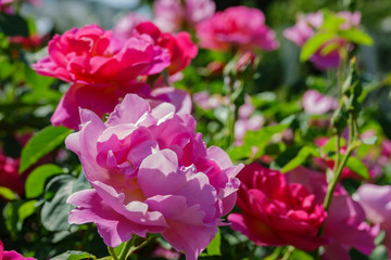 Close up shot of beautiful rose blossom in a garden