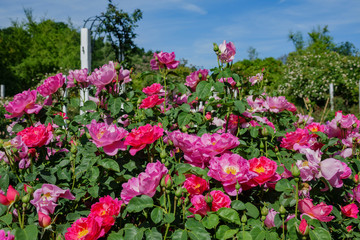 Close up shot of beautiful rose blossom in a garden