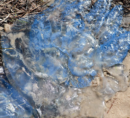 dead white jellyfish lies on the Black Sea shore, summer day
