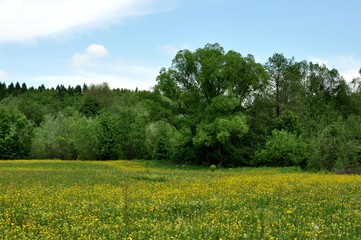 Landscape of a green and yellow meadow with trees in background and cloudy sky.
