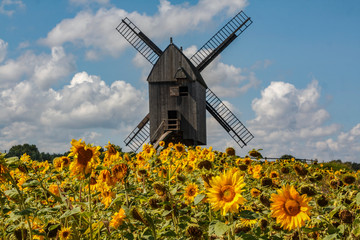 Windmill behind a sunflower field