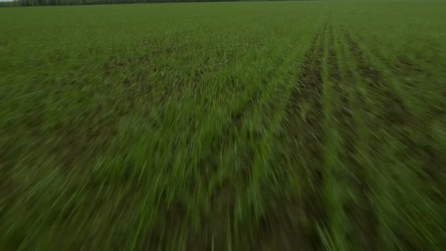 Flying over the seeded green field