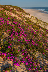 Obraz premium Wildflowers, Pearl Bay, Yzerfontein, Western Cape province, South Africa, Africa