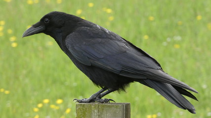 Crow perched on a post in sunshine (2),