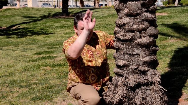 Front view of cheerful man in aloha shirt squatted down next to a palm tree in a city park. Fat mature man waves with hand to someone then hide behind the trunk. Mid-shot. Bright sunny summer day.