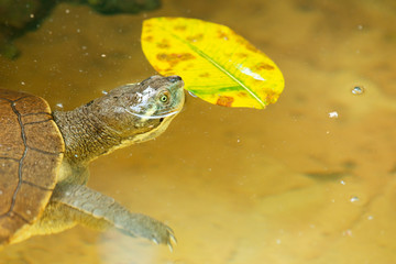 Fototapeta na wymiar Mary River Turtle