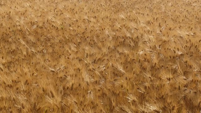 Beautiful Scenery of Barley wheat field