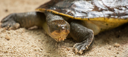 Mary River Turtle