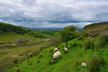 Aka Speckled Mountain,Carrowkeel, Co. Sligo, Ireland