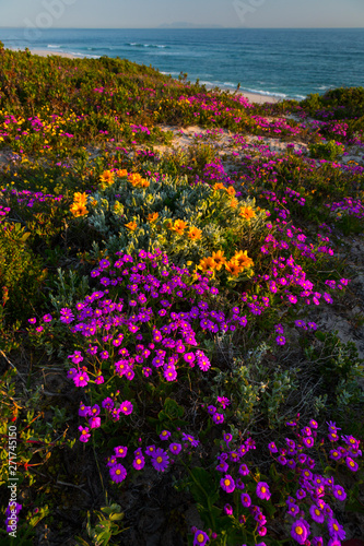 Wildflowers Pearl Bay Yzerfontein Western Cape Province - 
