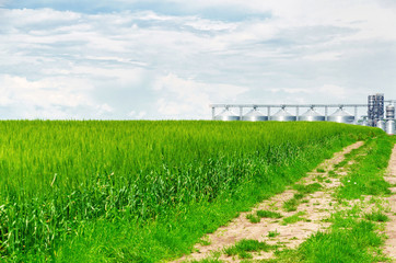 Fototapeta premium Field road in the field of green wheat, leads to a large agricultural elevator. Modern rural agricultural production