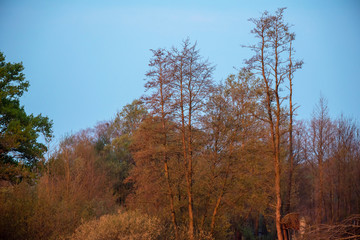 Forest in springtime in evening sunlight under blue sky.