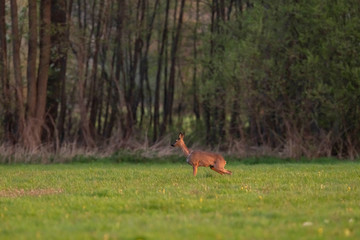 Roe deer doe in meadow in springtime in evening sunlight.