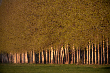 Long row of trees in spring in evening sunlight.