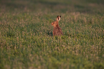 Hare in spring meadow in evening sunlight.