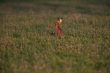 Hare in spring meadow in evening sunlight.