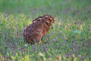 Hare in farmland in spring lit by evening sunlight.