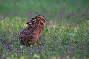 Hare in farmland in spring lit by evening sunlight.