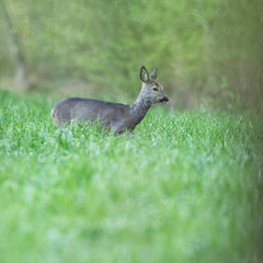 Roe deer doe in meadow in early spring.