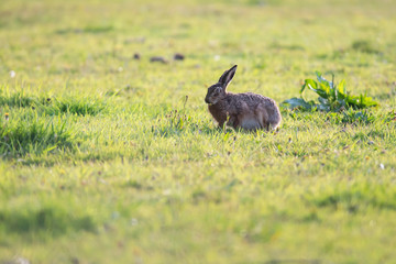 Hare sitting in sunny meadow.