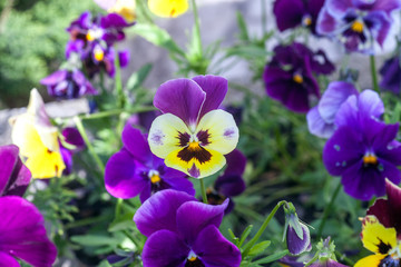 Purple Pansies flowers growing in spring garden