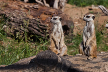 Two nice meerkat.  African animals meerkats (Timon) look attentively and curiously.