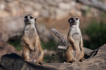  Two meerkats are watching you. African animals meerkats (Timon) look attentively and curiously.