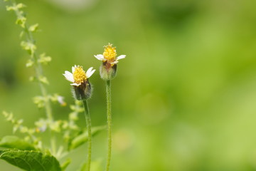 Soft Focus Coatbuttons (Tridax Procumbens) with green nature blurred background, other names Mexican daisy, Tridax daisy, Wild Daisy and Widespread weed.
