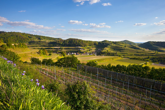 Vogtsburg_Bickensohl_9069