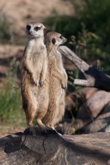 Two friends back to back.  African animals meerkats (Timon) look attentively and curiously.