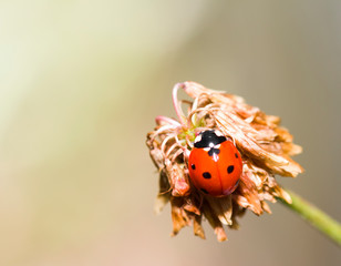Ladybug on the flower. Cute macro ladybug in the garden
