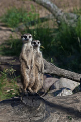 Two friends back to back.  African animals meerkats (Timon) look attentively and curiously.